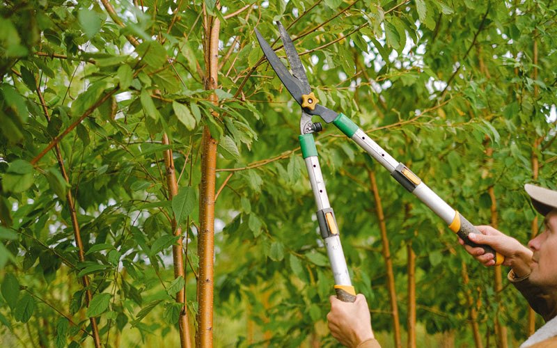 Tree trimming in Murphysboro, IL